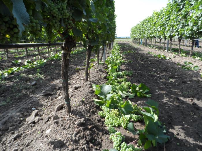 A row of vines. Underneath them are excess, unripe grapes and leaves that have been removed during thinning.