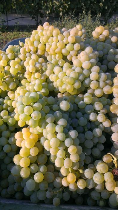 Harvested table grapes in a wheelbarrow.