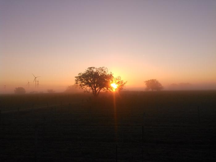 Sun rises from the fog behind a walnut tree.