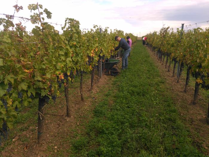 Grapes are cut and put into wheelbarrows that are placed below the vines of a vineyard row.