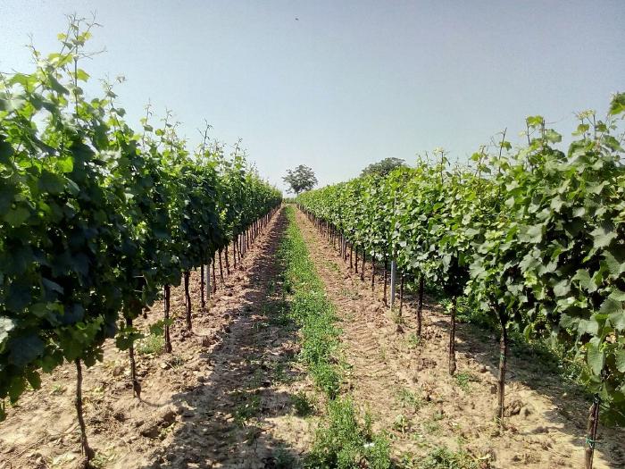 View between two rows of vines, one of which has its tips cut already.