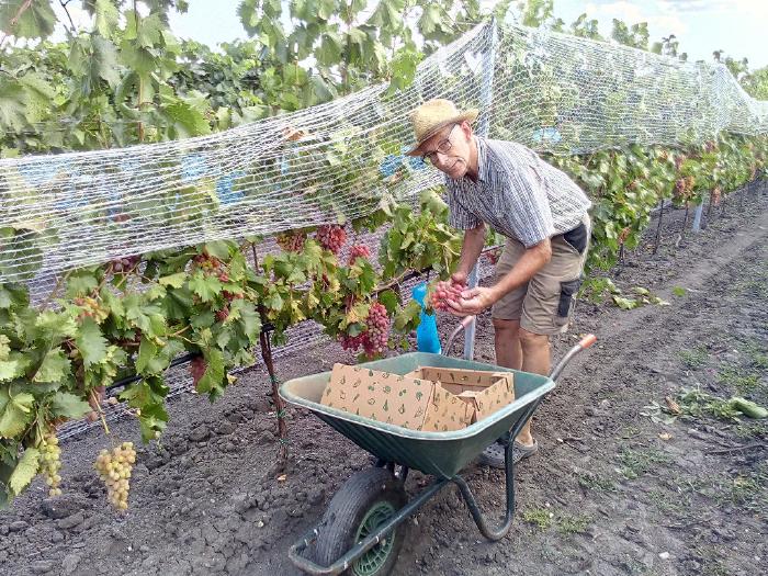 Hans Schreiner picks grapes and puts them into a wheelbarrow.