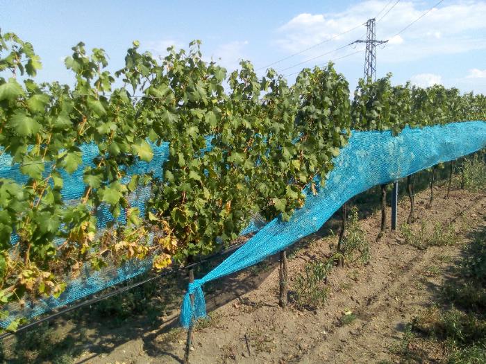 Row of vineyards where the grape zone is covered with a fine-meshed plastic net.