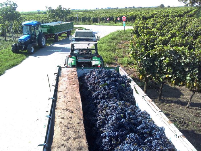 Two tractors with trailers besides a street in the vineyards. The front trailer is full of freshly harvested Zweigelt grapes.