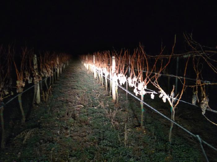 Rows of grapevines lit only by car head lights.