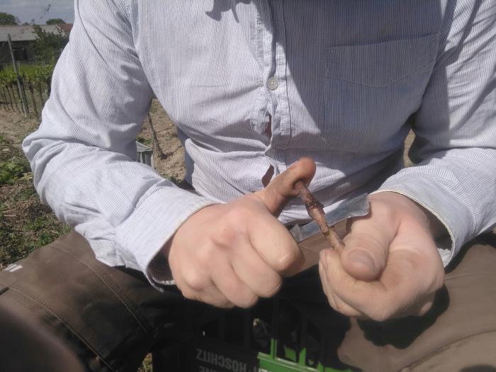 Someone uses a knife to cut a single bud from a section of a vine about 10 cm long.