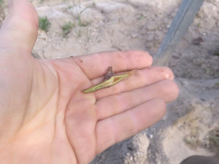 A bud about 3 cm long, cut in the shape of a boat from a vine. You can see the wood on the flat cut underside.