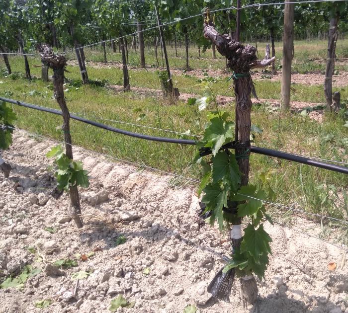 Two vines where the grafting has succeeded well. At the top, all the shoots of the old wood have been removed. The new vines grow from the middle on the side.