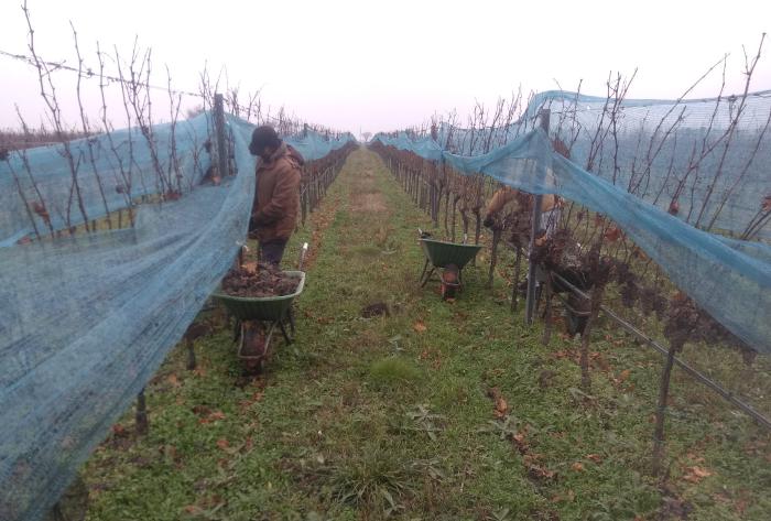 Long rows of vines covered with bird nets. In the foreground are people who harvest into wheelbarrows and have folded up the nets for this purpose. There are no longer any leaves on the vines and the grapes are completely affected by Botrytis.