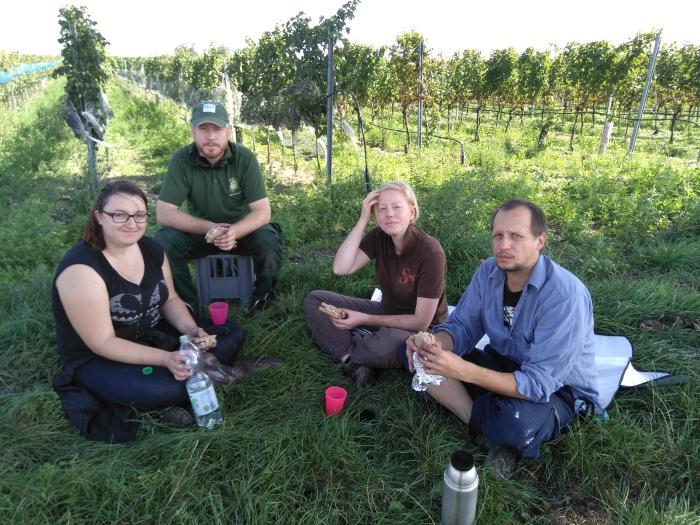 Four of us sitting in the grass at the edge of a vineyard having lunch.