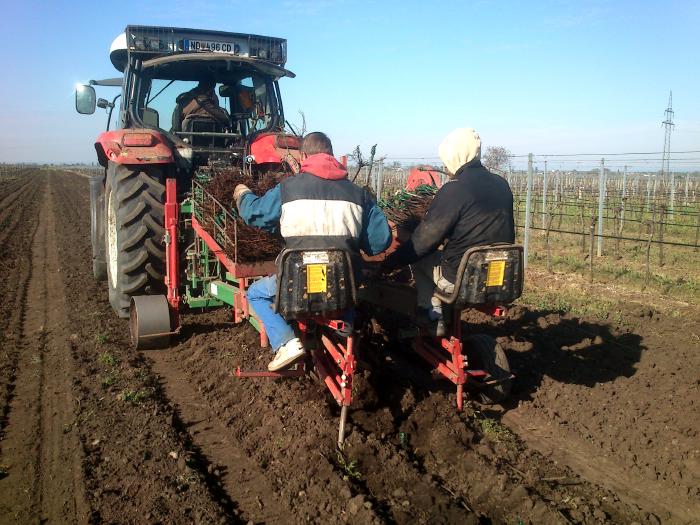 A tractor from behind. It pulls a device that digs a furrow in the ground. There are two people sitting on it side by side. In front of them each has a bundle of young vines, which they place into the machine between them, which then puts the vines into the ground.