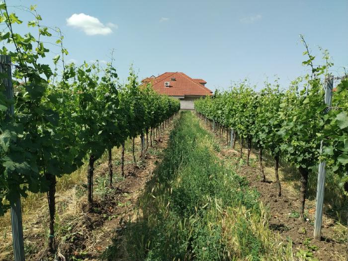 View through a row of vines. The shoots of the vines in the two rows are neatly strung upright in the wire trellis. At the end of the row you can see a house.
