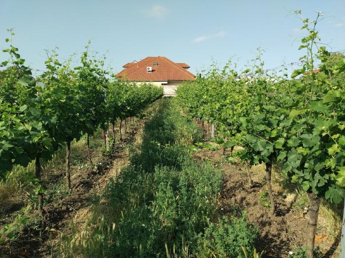 The picture shows the same vines as above, only before they were threaded in. The vines are sticking out of the wire trellis wildly and in all directions.