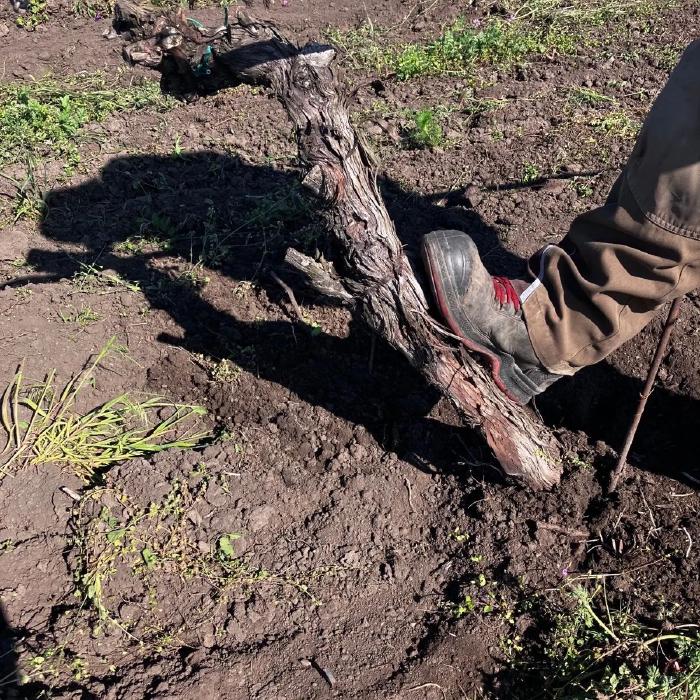 One foot kicks the vine to break it off at the bottom.