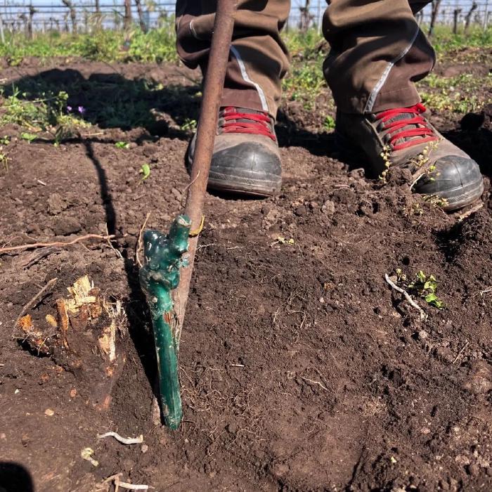 A grafted grapewine, its top covered in wax plantet in soil. Next to it a metal rod and two legs with working shoes in the background.