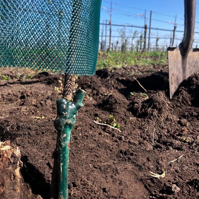 A close-meshed plastic net is put over the planted vine.