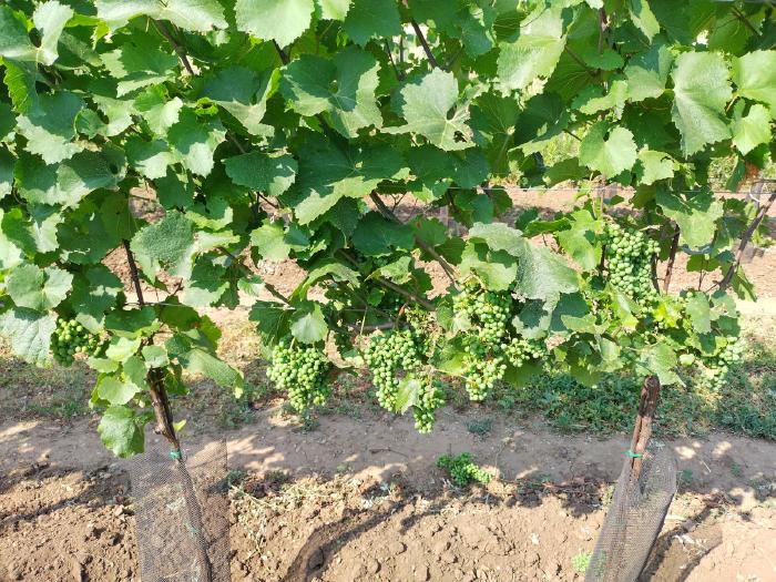 Grape zone after thinning, there are fewer bunches and they hang more freely.