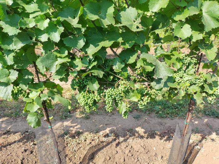 Grape zone in the vineyard. These are young Zweigelt vines with a few many grapes too many.