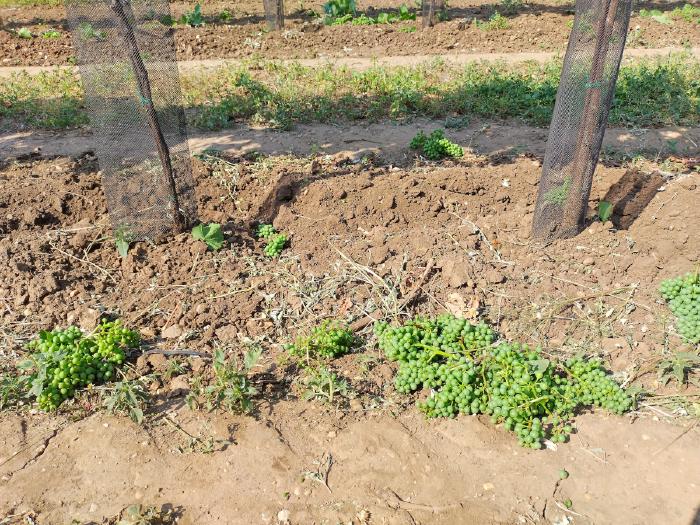 A number of green, unripe grapes lie on the ground next to a vine in the vineyard.