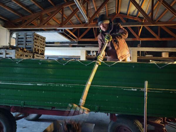 Standing on the harvesting trailer, the grapes are manually lifted with a fork into a funnel. This leads into the press b