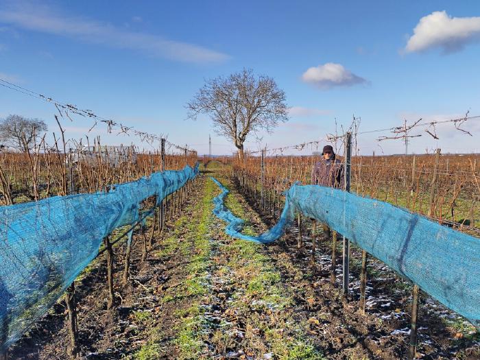 A vineyard in winter. The grape area of the vines is covered with blue bird netting. A person is removing the nets in preparation for the upcoming icewine harvest. Frost on the ground, no more leaves on the vines and trees are visible in the background.