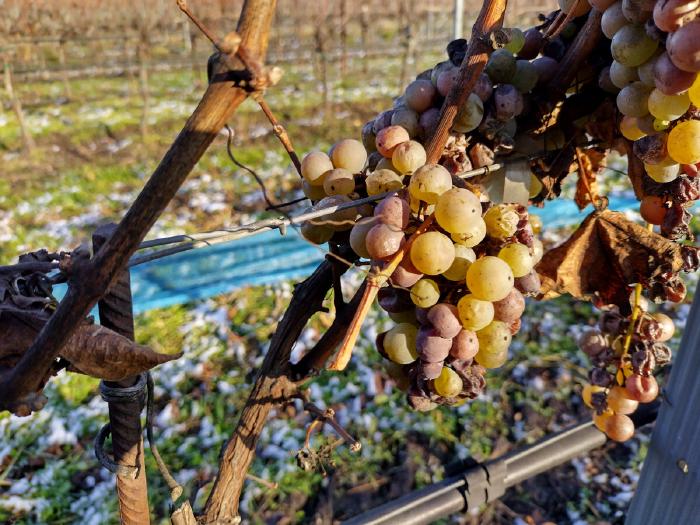 Grapes on a vine. It is winter, there are no more leaves on the vines and there is some snow on the ground, although there is still more grass than snow visible. Some grapes are already affected by botrytis and have dried up, while others are still healthy and full of juice.