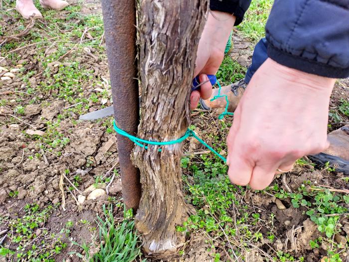 Close-up of two hands tying a vine stem to the support rod.