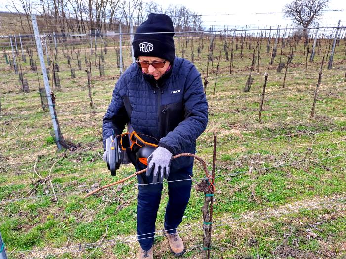 Renate while tying vines to the wire trellis.