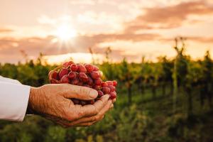 Closeup of a hand holding a grape against the sunlight. Vineyard in the background.