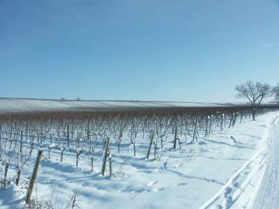 Blick auf den verschneiten Wagram von Gols mit verchneiten Weingärten.