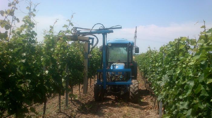 Ein Traktor mit Laubschneider zwischen zwei Reihen hochgewachsener Reben. eine Seite ist bereits gestutzt, die andere kommt gerade dran.