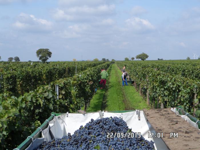 Foto von einem Lesewagen mit Trauben, hinunter auf lange Weingartenreihen. Menschen mit Scheibtruhen ernten dort die Trauben.