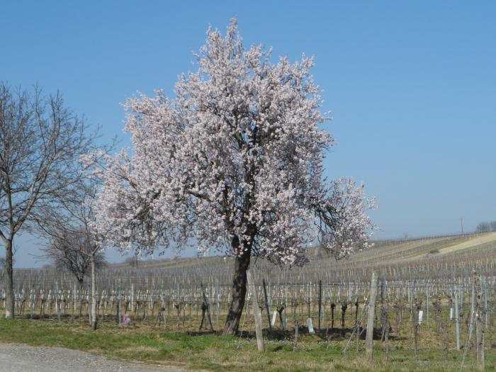 Ein blühener Mandelbaum unter wolkenlosem Himmel am Wegrand neben den Weingärten. Die Weinreben sind noch in Winterruhe und haben noch keine Blätter.