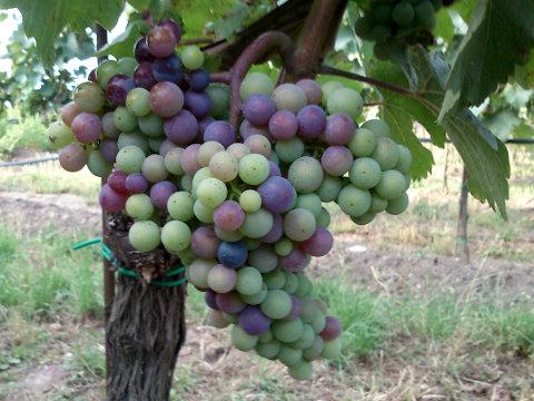 Nahaufnahme einer einzelnen Traube an einem Rebstock, bei der einige Beeren bereits blau gefärbt sind, während andere noch unreif-grün sind.