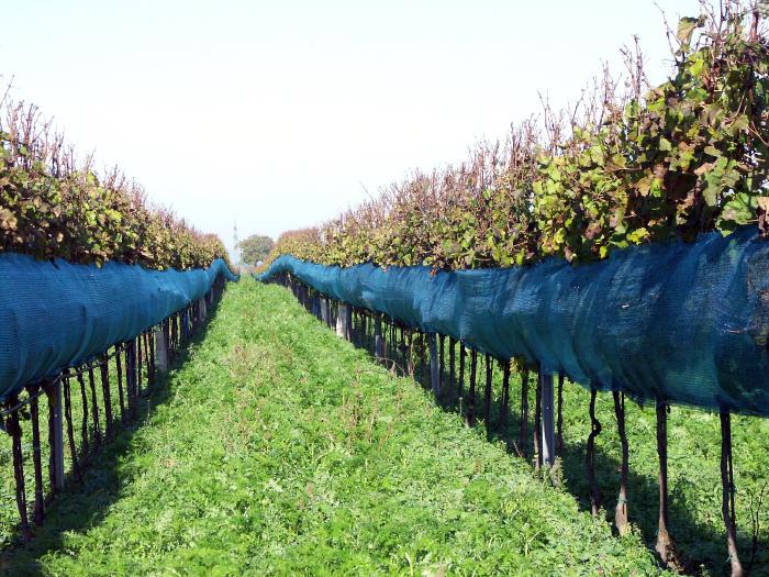 Zwei Reihen mit Hochkultur Weinreben die auf den unteren 60 cm mit feinmaschigen Kunststoffnetzen bedeckt sind.
