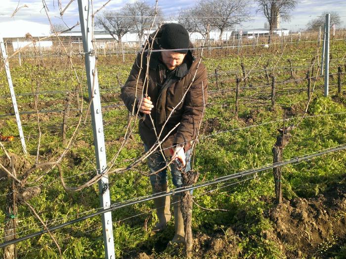 Andreas schneidet an einenm sonnigen Wintertag Pinot Noir Reben mit einer Rebschere.