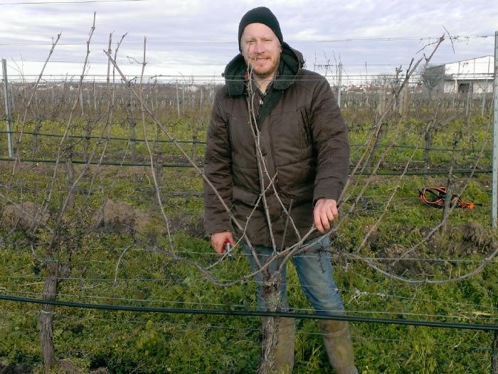 Andreas schneidet an einenm sonnigen Wintertag Pinot Noir Reben mit einer Rebschere.