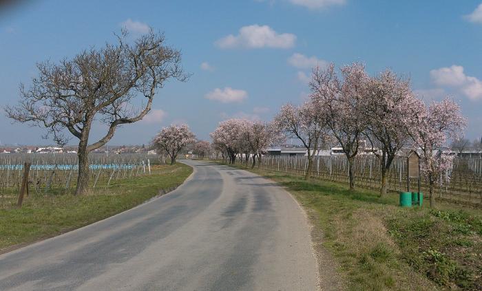 Eine Asphaltstraße zieht sich in einer leichten Linkskurve durch Weingärten und wird dabei von blühenden Mandelbäumen gesäumt. Weinreben und Bäume haben noch keine Blätter.