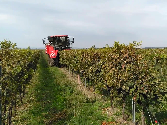 Eine große Erntemaschien fährt durch einen Weingarten. Die Maschine fährt dabei über eine Reihe, die sie zwischen den Rädern einfädelt.