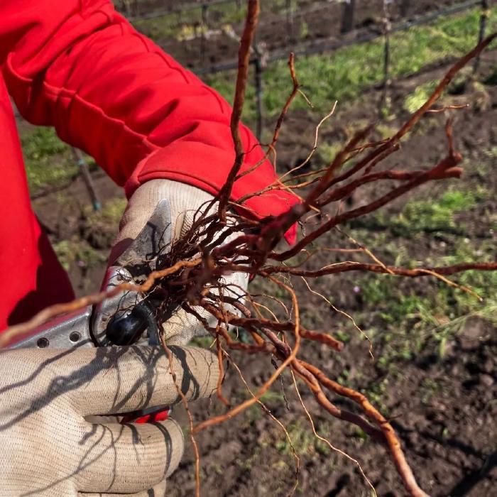 Die Rebwurzeln werden mit einer Gartenschere auf etwa Handlänge eingekürzt.