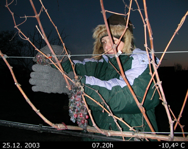 Eisweinernte von Hand, 25. Dezember 2003