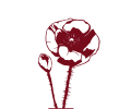 Klatschmohn als Logo für den Pinot Noir