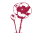 Klatschmohn als Logo für den Pinot Noir