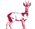 Ein Reh als Logo für den Canopus