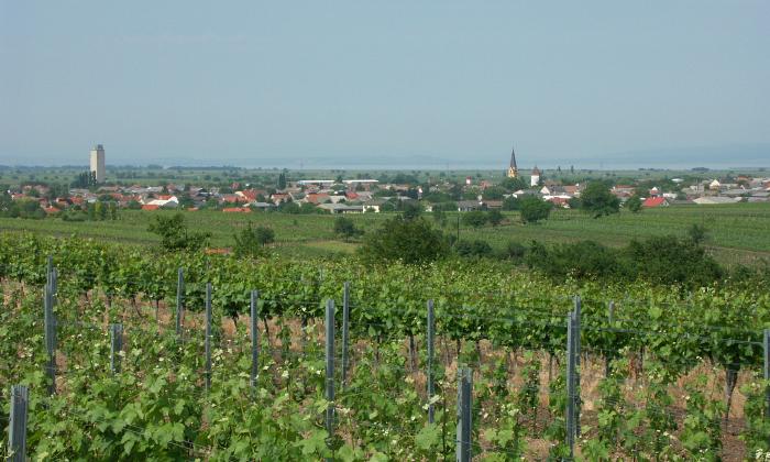 Blick über die Weingärten nach Gols, dahinter der Neusiedlersee und auf dessen gegenüberliegenden Seite, das Leithagebirge.