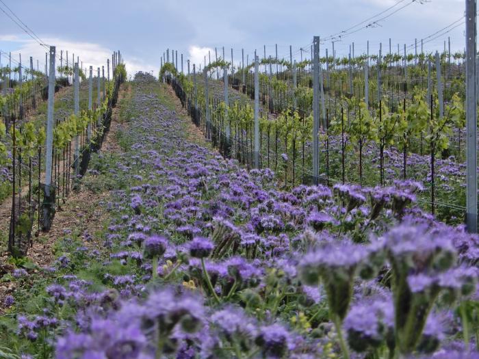 In voller Blütze stehende Phacelia zwischen den Rebzeilen.